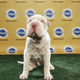 WHO’S A GOOD SQUISHY ANGEL FACE. Image: Animal Planet